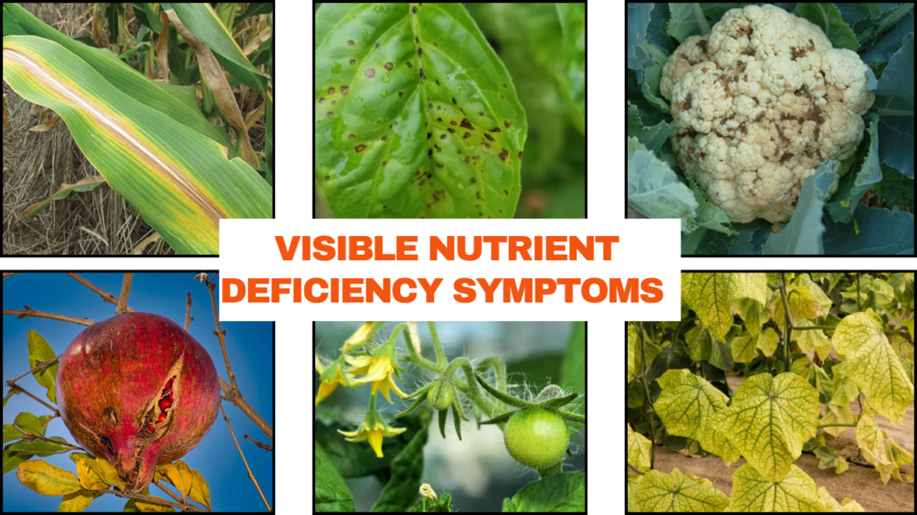 Visible Nutrient Deficiency Symptoms in Crops