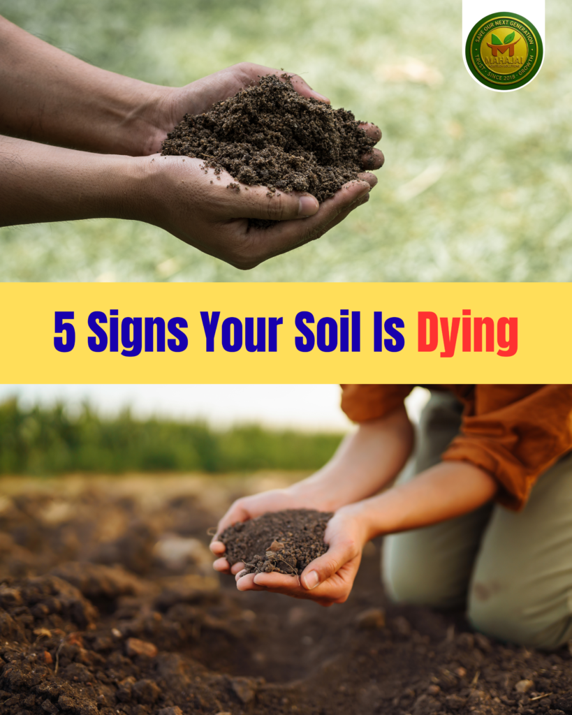 Five Signs Your Soil Is Dying and How to Revive It